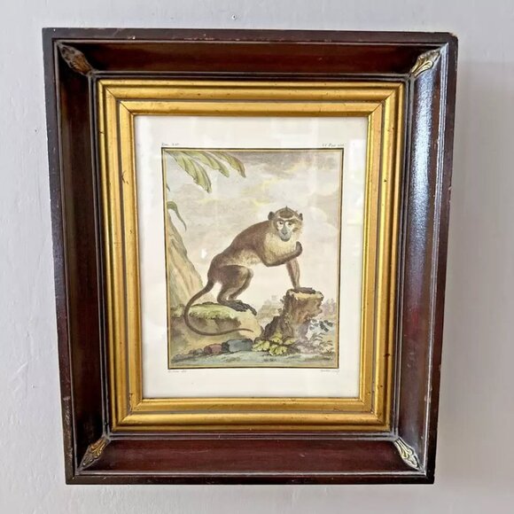 Antique Engraving Framed Monkey L'Aigrette Comte de Buffon Deep Well Wood Gilt - Picture 1 of 6